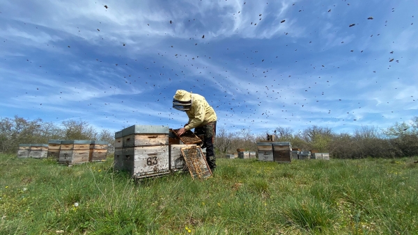 Des ruches jurassiennes à celles d’Amérique du Sud