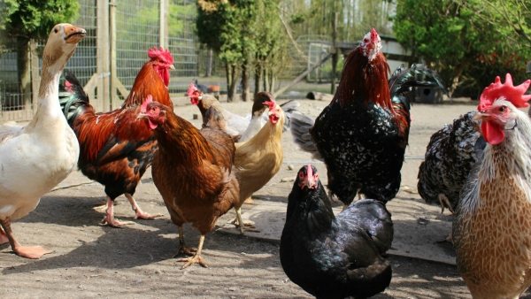 Influenza aviaire : abaissement du niveau de risque à « modéré »