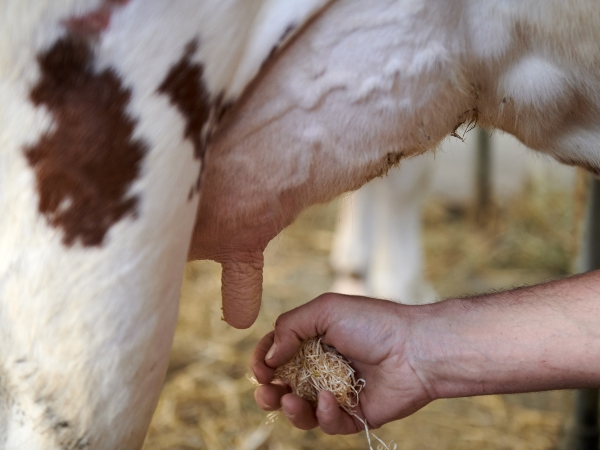 Comment prévenir le risque de contamination du lait en STEC dans un élevage ?