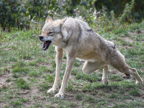 Loup dans le Massif du Jura : formation et protection