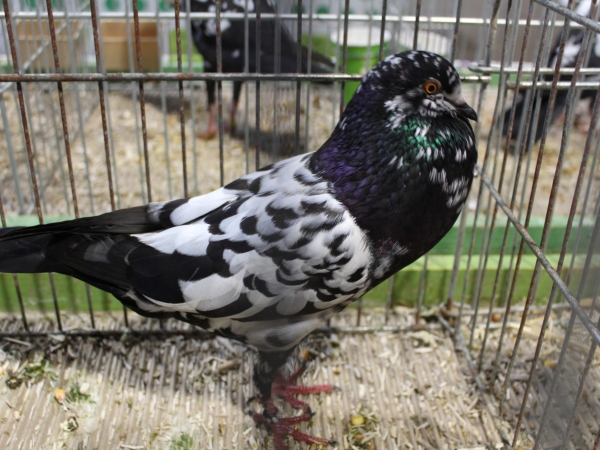 Lapins, pigeons et volailles d’exception à Bletterans 