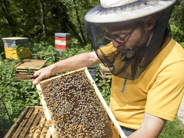 De la ruche aux papilles, un miel engagé