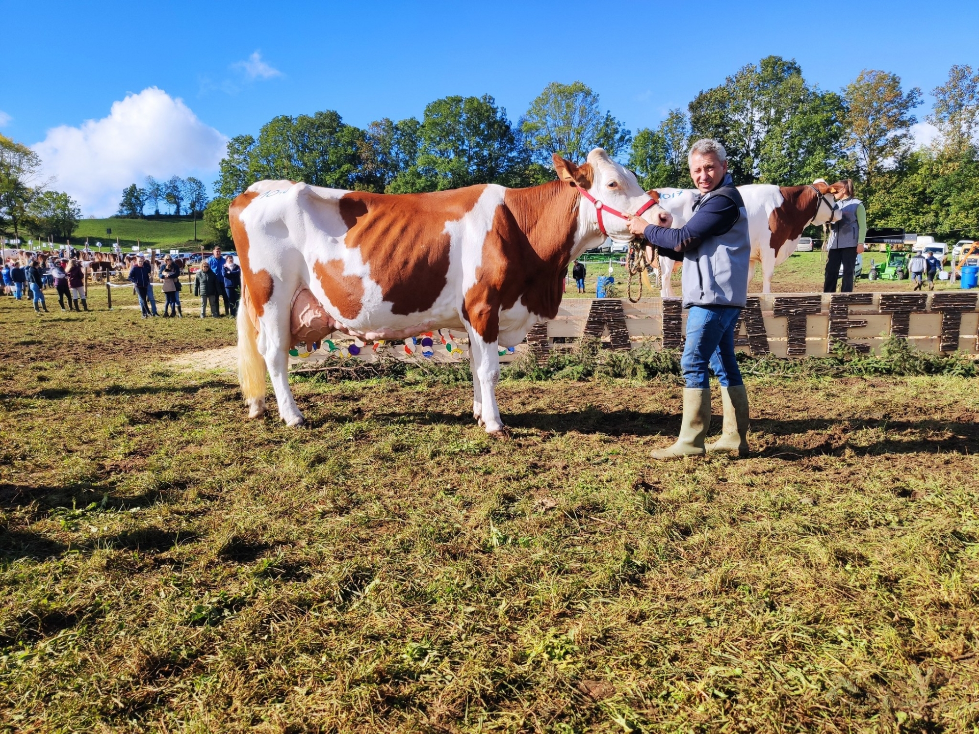 320 vaches au plus gros comice du Jura