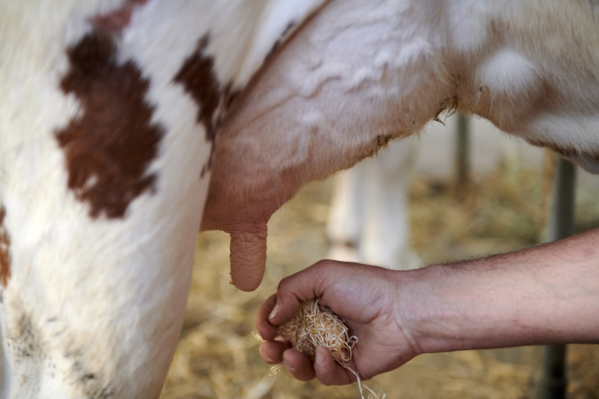 Comment prévenir le risque de contamination du lait en STEC dans un élevage ?