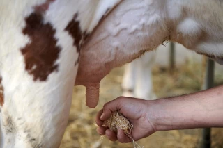 Lactalis : En Haute-Saône, 57 élevages touchés
