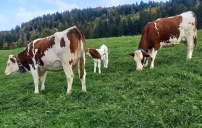 La Suisse interdit l’estivage en France