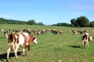 Rappels administratifs pour la mise en pâture 2026