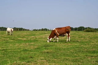 La traçabilité renforcée pour les bovins 
