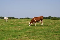 La traçabilité renforcée pour les bovins 