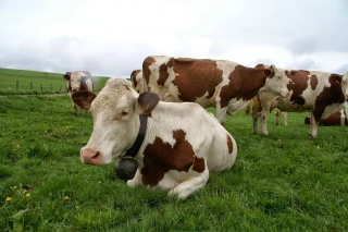 À la mise à l’herbe, gérer la pression