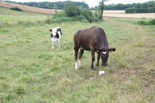 Bien démarrer à la mise à l’herbe