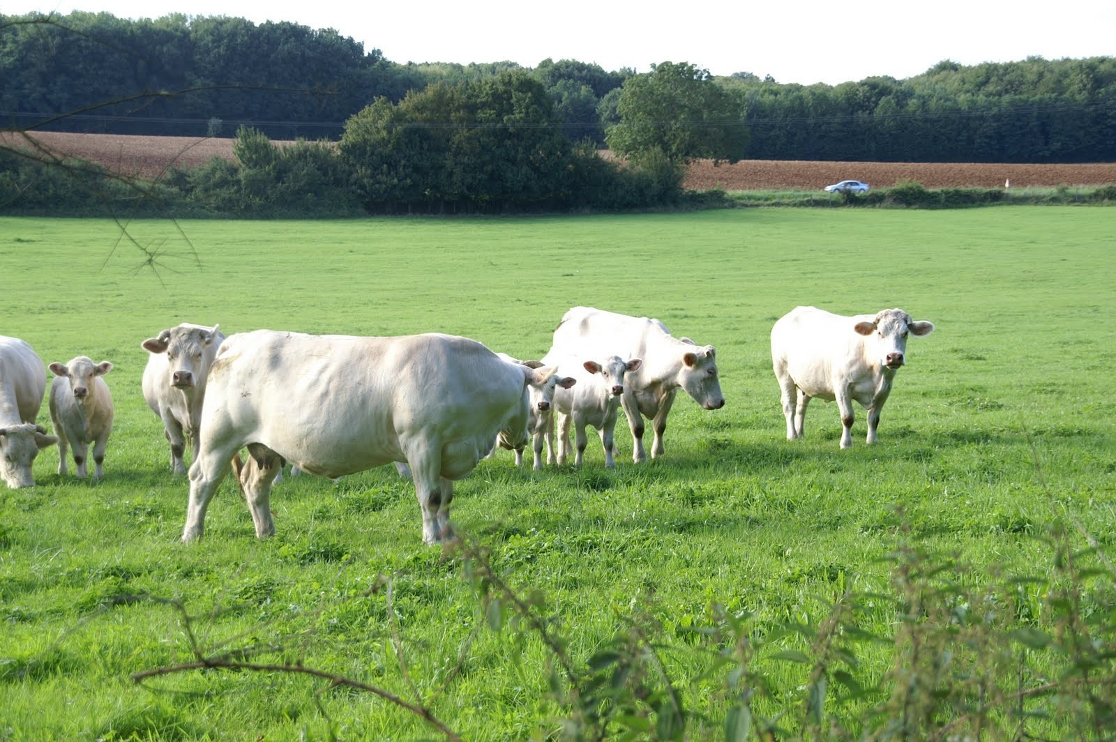 Les premiers résultats comptables des fermes moyennes