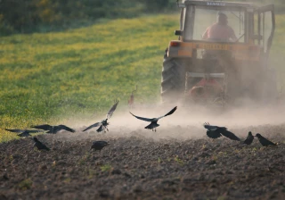 Des corvidés attirés par les maïs