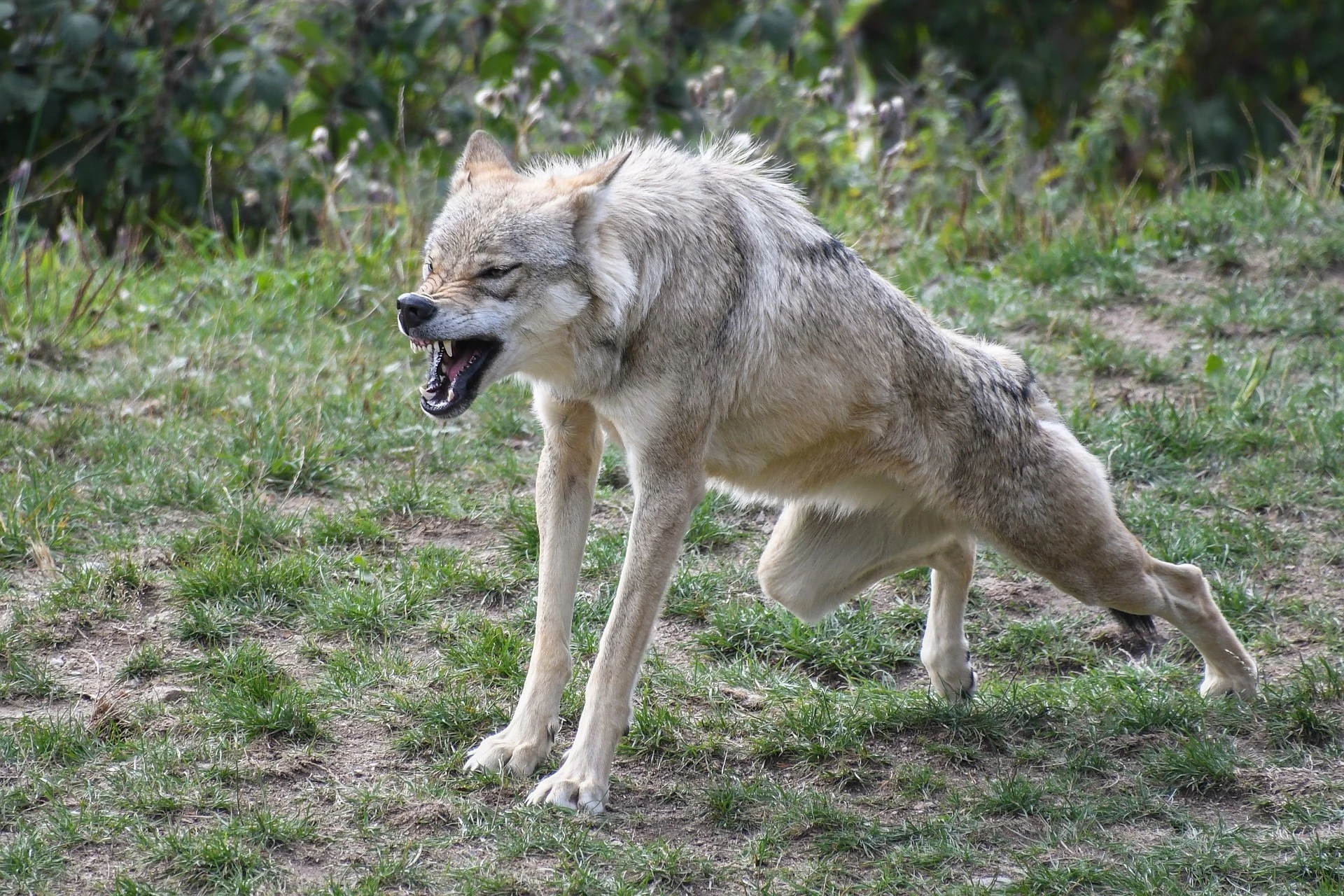 Dossier loup : déni de réalité