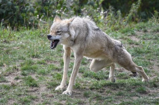 Loup : les services de l'Etat mobilisés