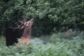 Le plan de chasse aux cerfs 2023/2024