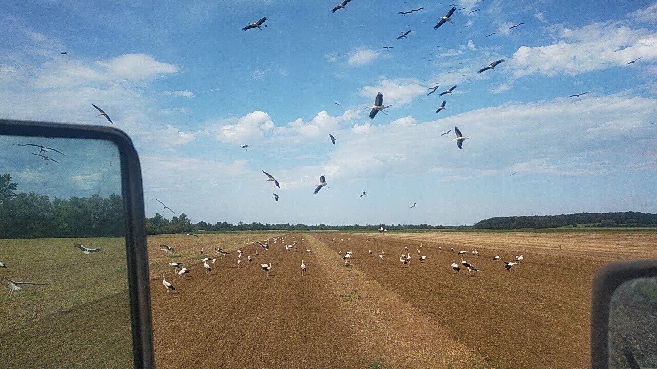 Des cigognes par dizaines dans la plaine Jurassienne