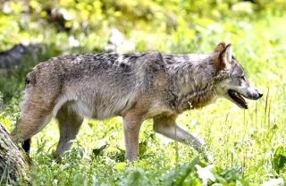 « Les loups ne se mangent pas entre eux »