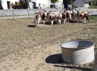 Misons sur l'intelligence collective