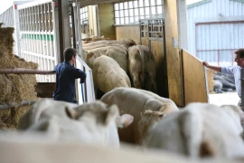 Les services vétérinaires rappellent les consignes essentielles