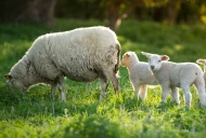 Vigilance  sur deux maladies  très contagieuses