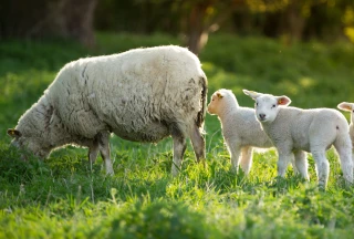 Vigilance  sur deux maladies  très contagieuses