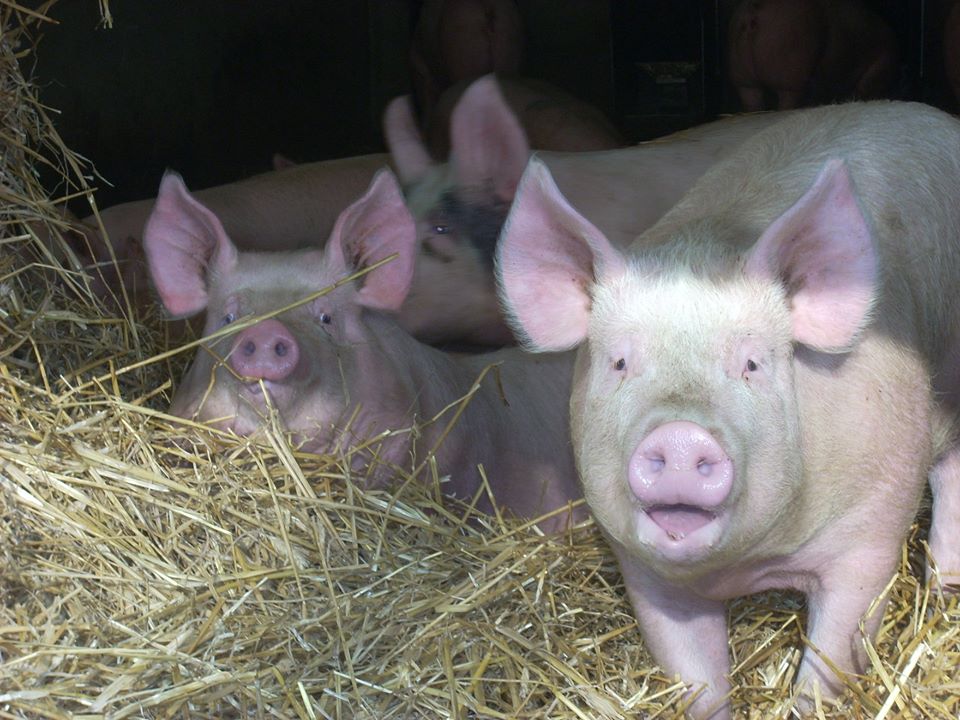 La production porcine franc-comtoise limite la casse
