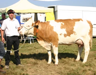 Simmental : des cheptels jurassiens plus nombreux