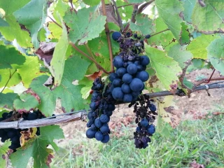 Des vendanges compliquées