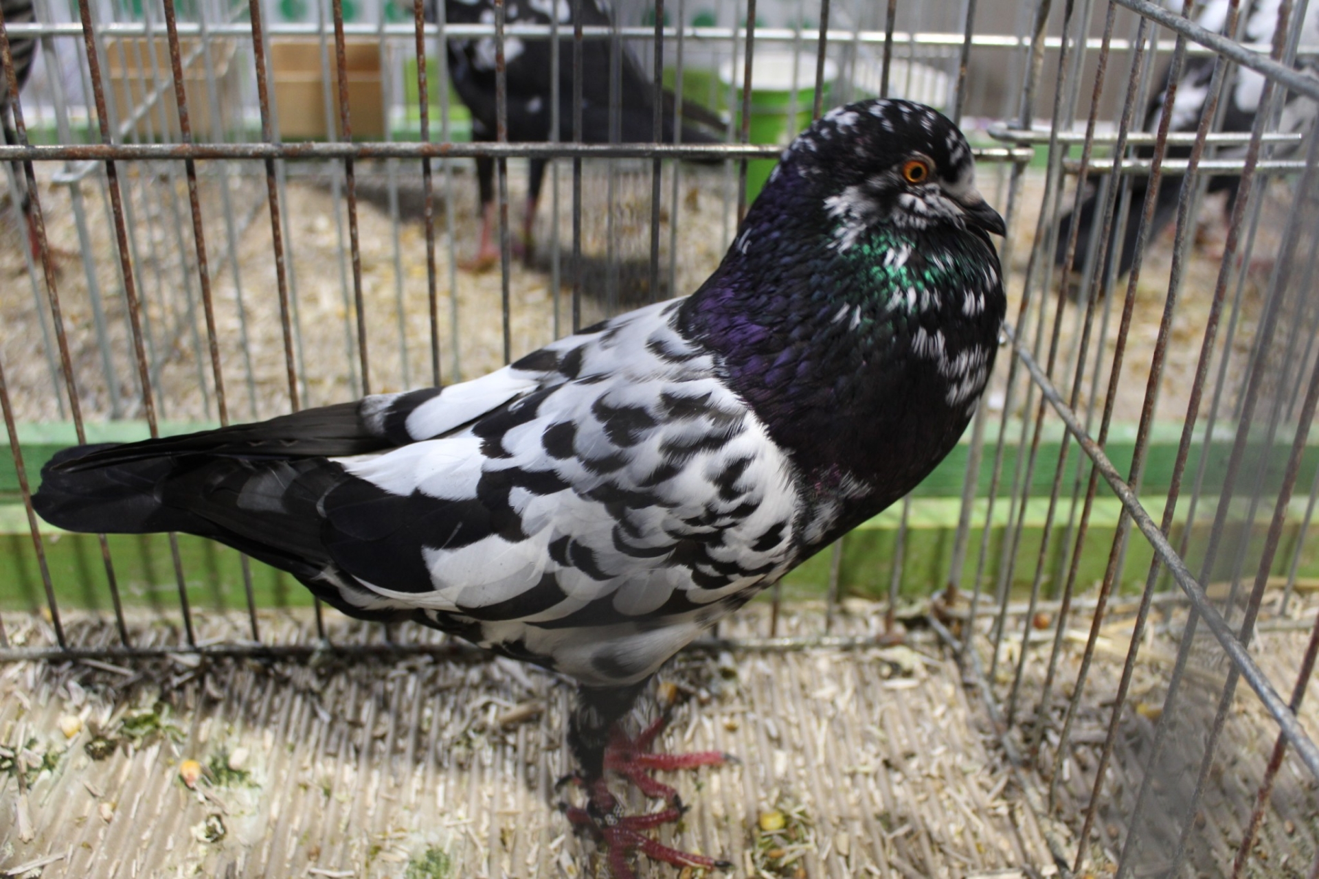 Lapins, pigeons et volailles d’exception à Bletterans 