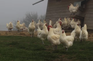 Une coopérative d’éleveurs de volailles de Bresse devrait bientôt voir le jour