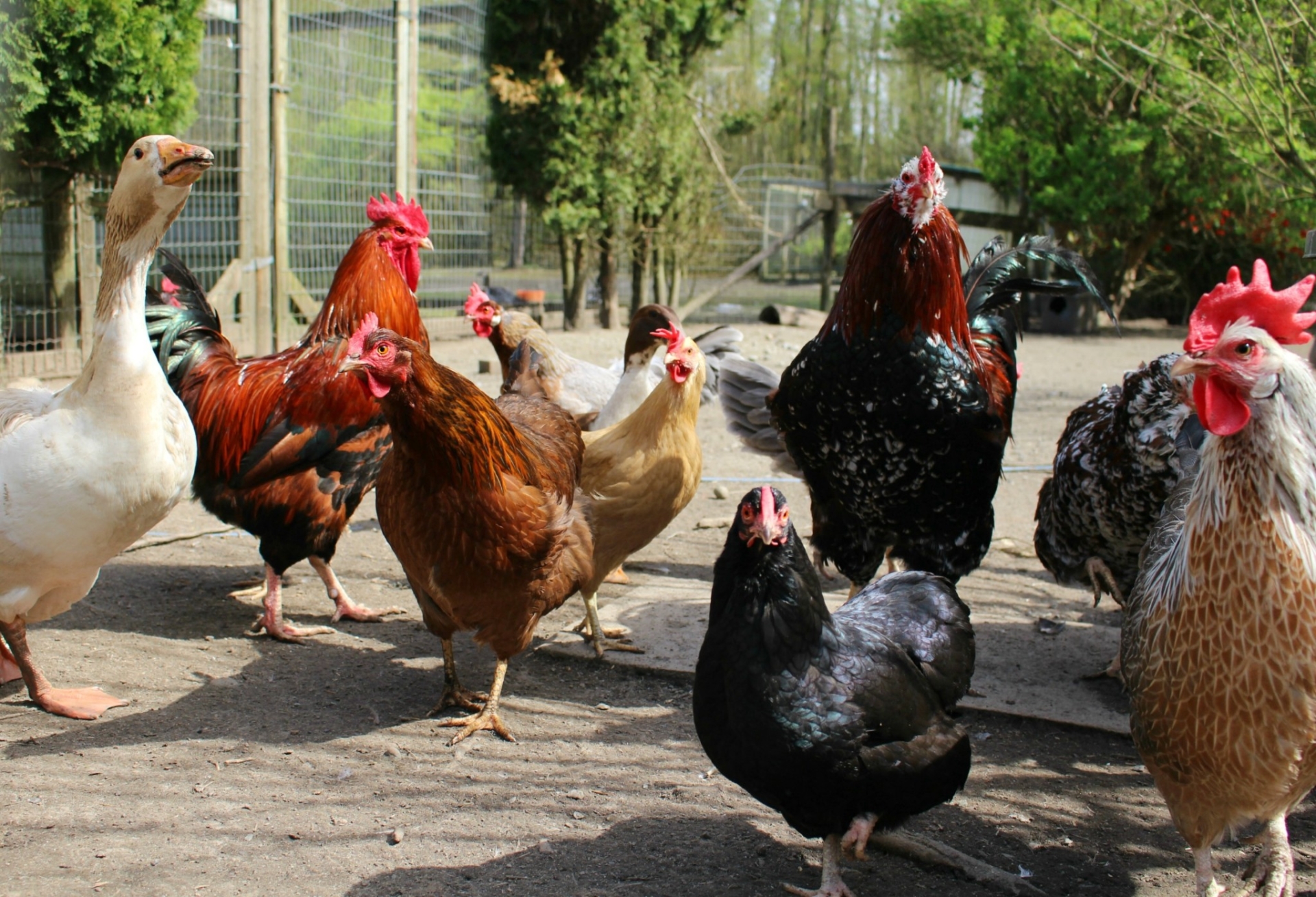 Influenza aviaire : abaissement du niveau de risque à « modéré »