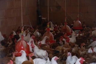 Un projet vosgien à l’étude