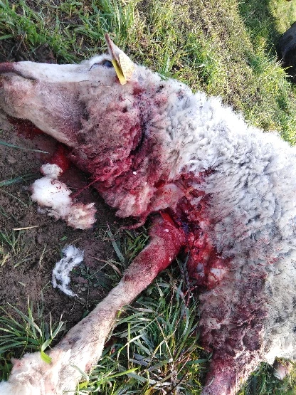 Les morsures laissent penser à une attaque de loup