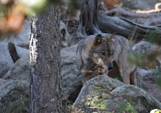 13 brebis tuées par un loup ?