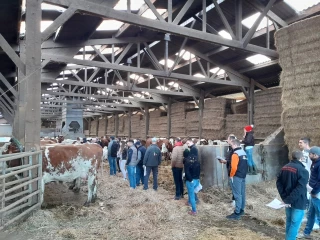 La simmental séduit de plus en plus
