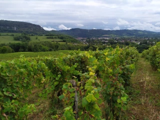 Offre d’emploi saisonnier : le relevage de vigne