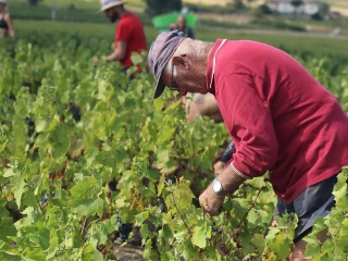 Tour des vignobles régionaux