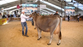 Le nouveau cas rebat les cartes