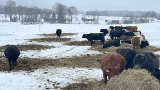 Bale-grazing… quand le pâturage joue les prolongations
