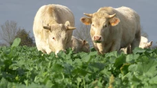 Une ressource fourragère à valoriser