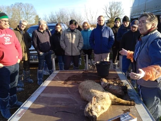 Les bases d’un agnelage réussi