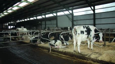 Limiter le stress thermique des vaches au bâtiment