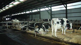 Limiter le stress thermique des vaches au bâtiment
