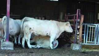 La litière, alliée du bien-être animal