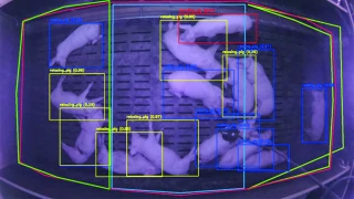 Analyser le comportement de ses animaux grâce à l’IA