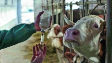 La vaccination reconduite pour 2026