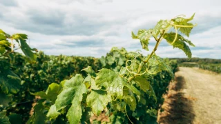 Ouverture de l’Appel à Manifestation d’Intérêt (AMI) 