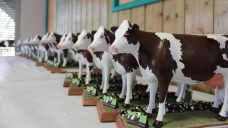 La montbéliarde s’accroche