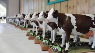 La montbéliarde s’accroche